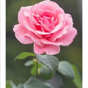 Meet your Posher, Jessenia